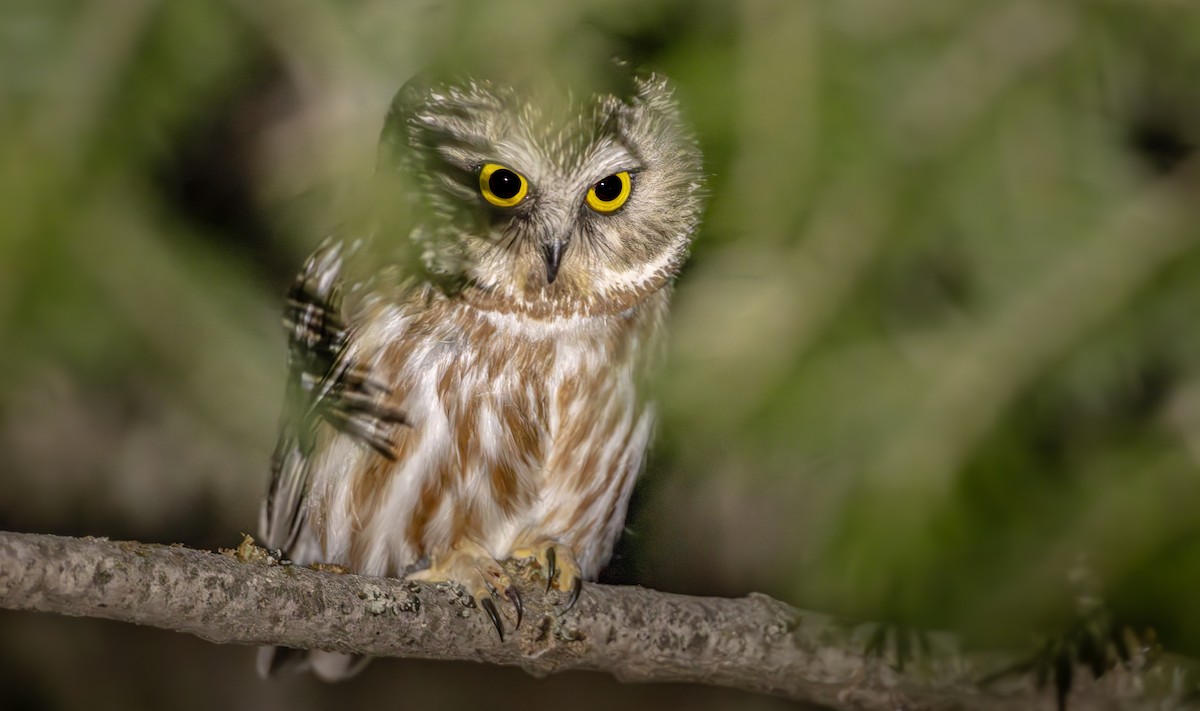 Northern Saw-whet Owl - ML637697520