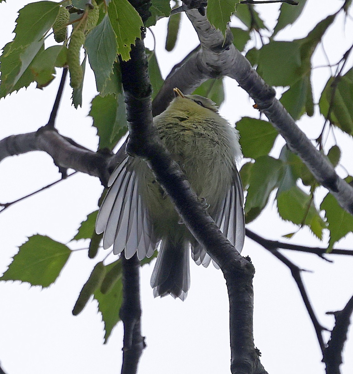 Өрнийн хөх бух - ML637697534