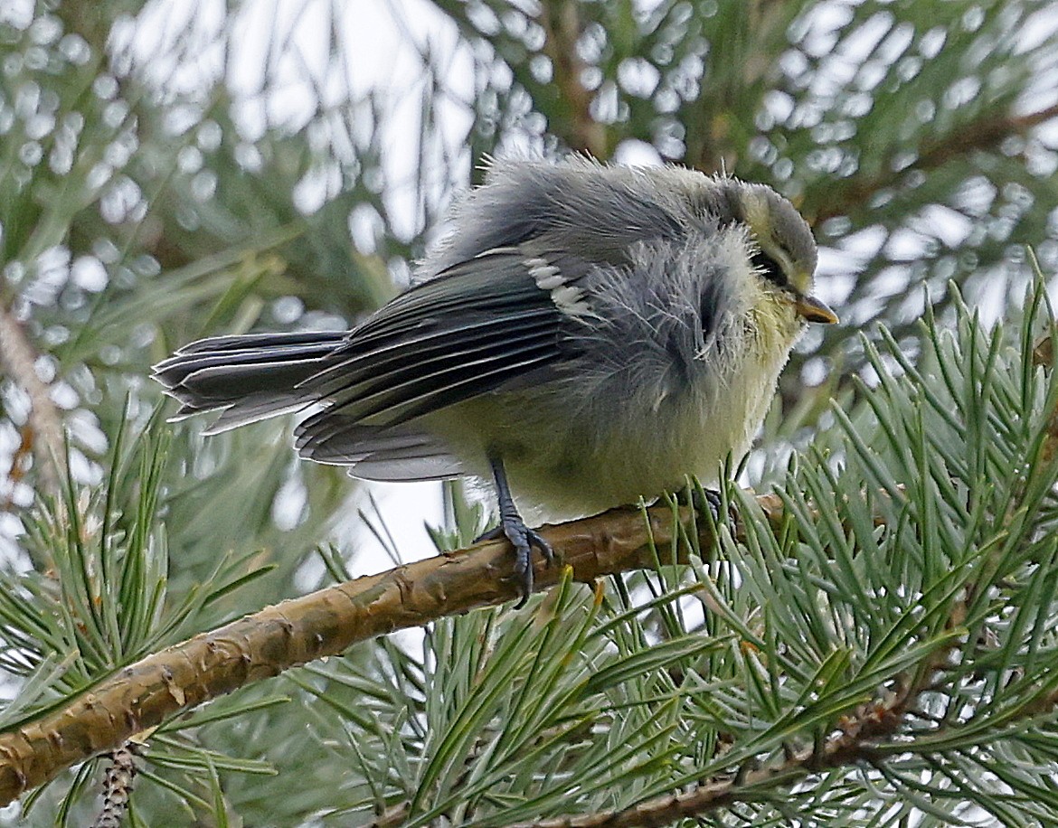 Өрнийн хөх бух - ML637697539