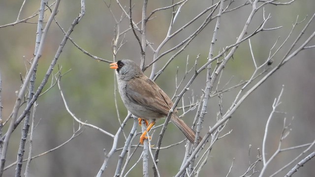 Gray-winged Inca-Finch - ML637697588