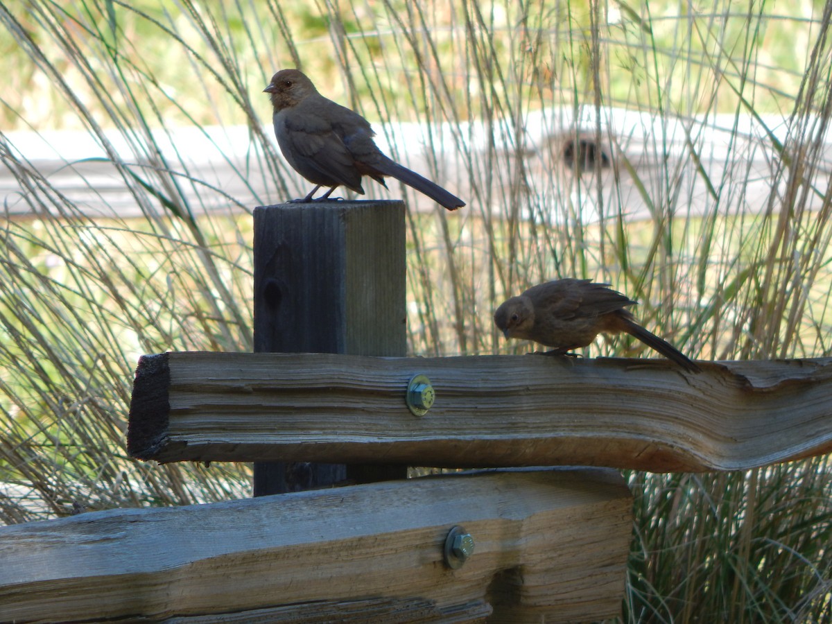 California Towhee - ML637697594