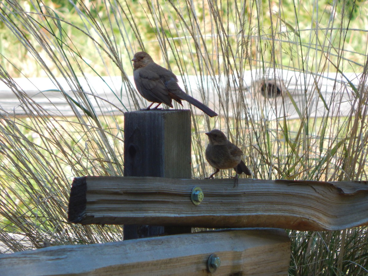 California Towhee - ML637697595