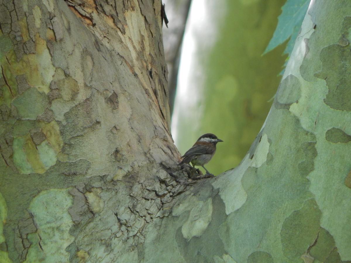 Chestnut-backed Chickadee - ML637697608