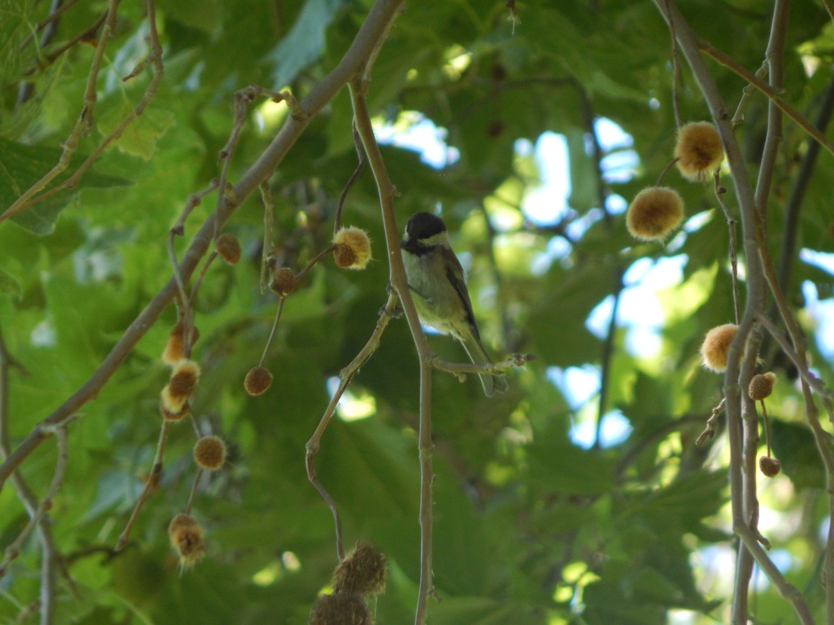 Chestnut-backed Chickadee - ML637697609