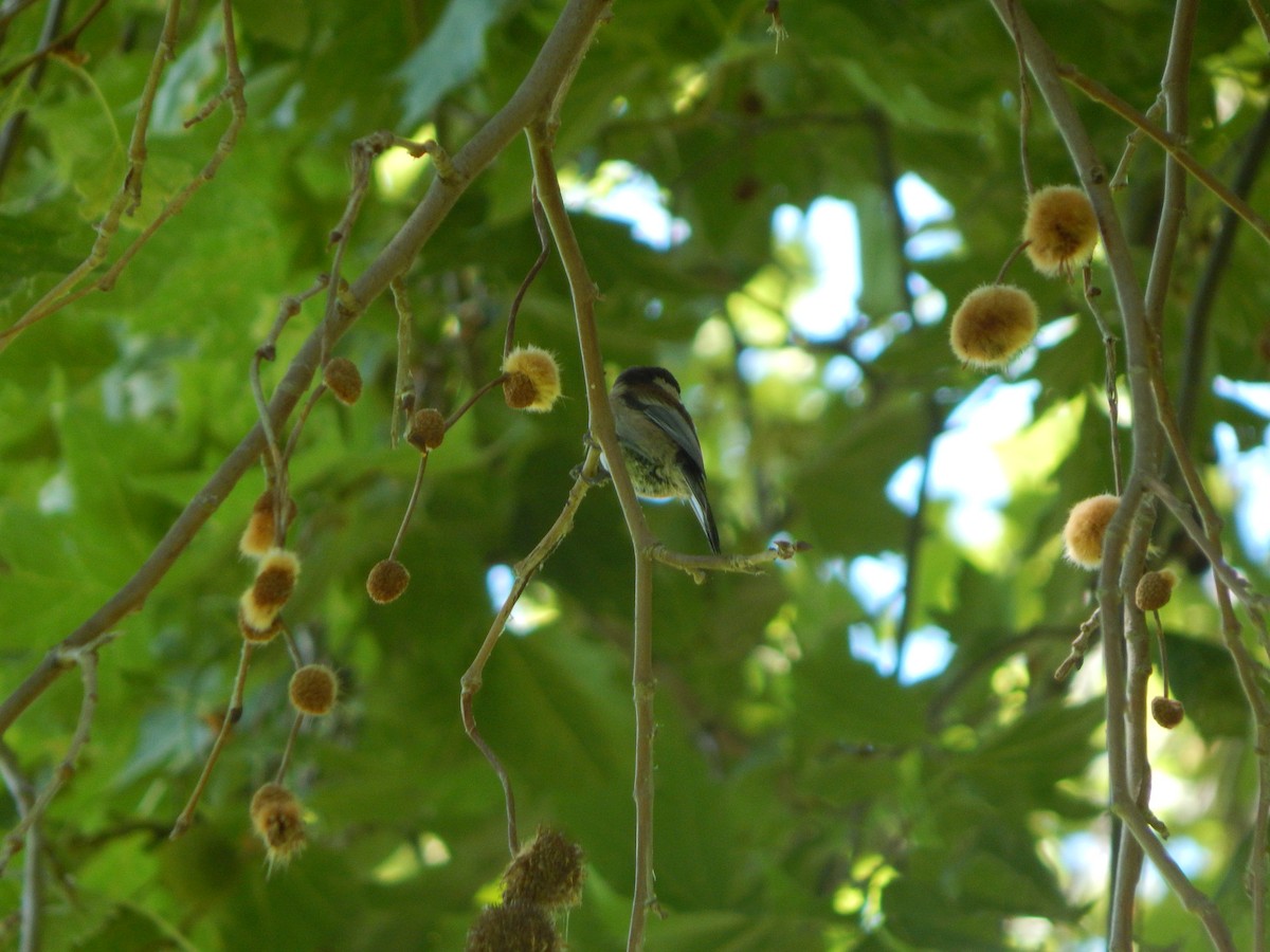Chestnut-backed Chickadee - ML637697610