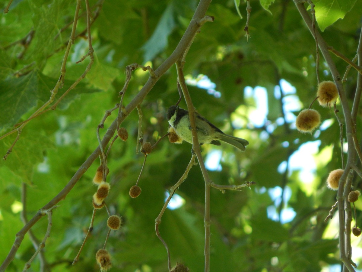Chestnut-backed Chickadee - ML637697611