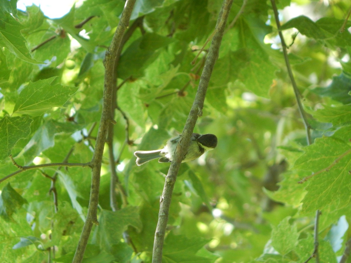 Chestnut-backed Chickadee - ML637697612