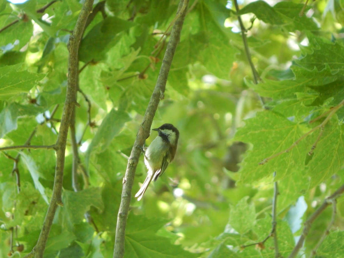 Chestnut-backed Chickadee - ML637697613
