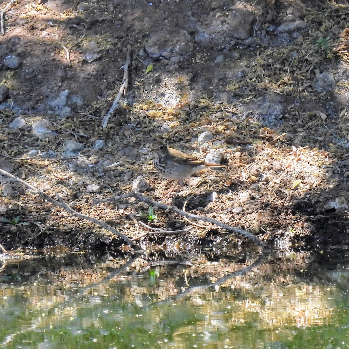 Hermit Thrush - ML637697677