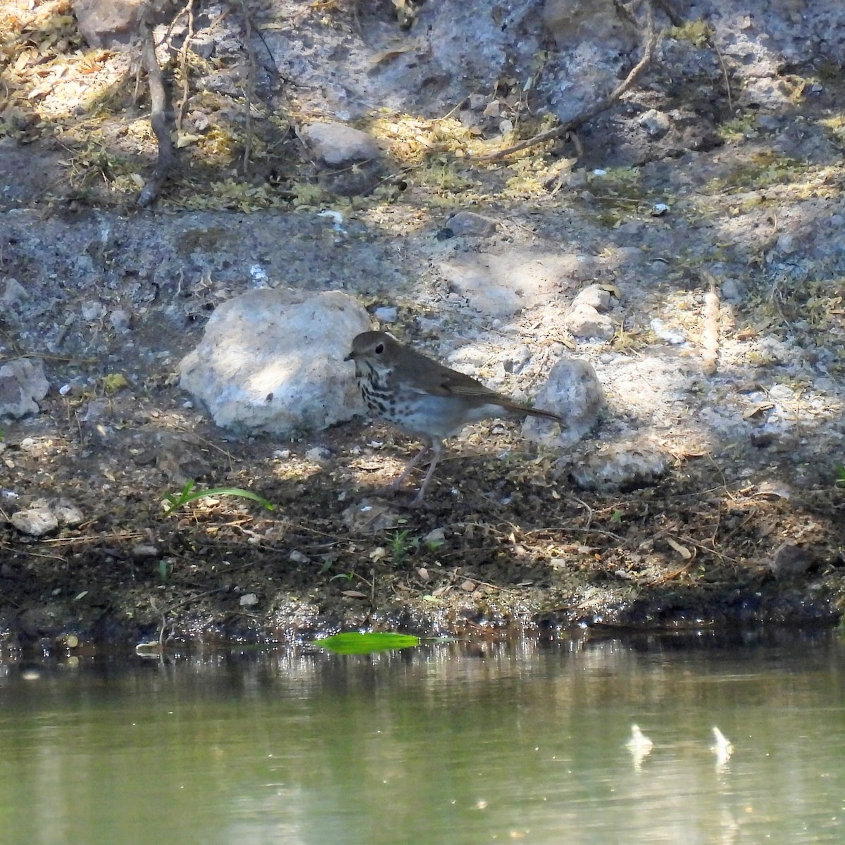 Hermit Thrush - ML637697679