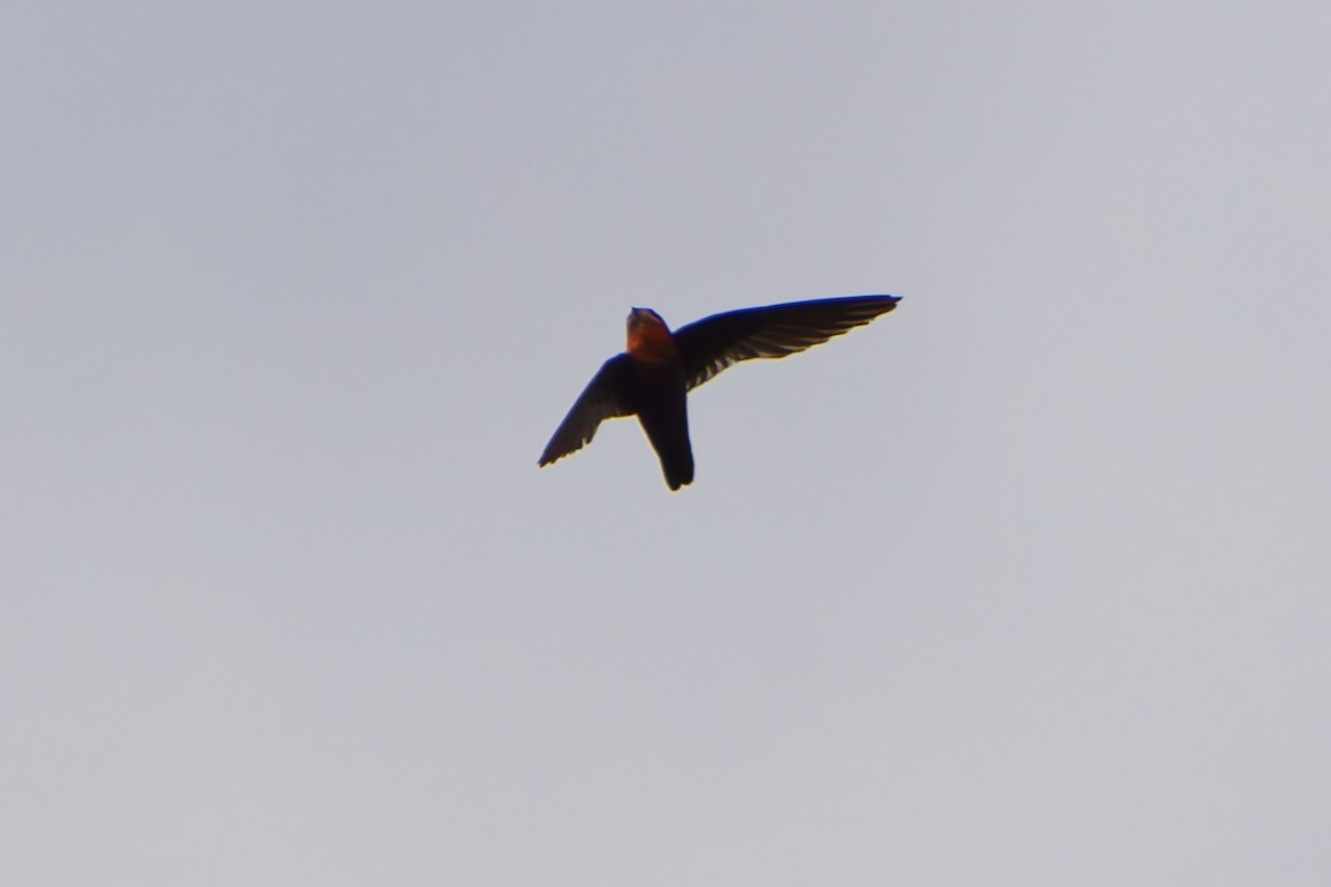 Chestnut-collared Swift - ML637697687