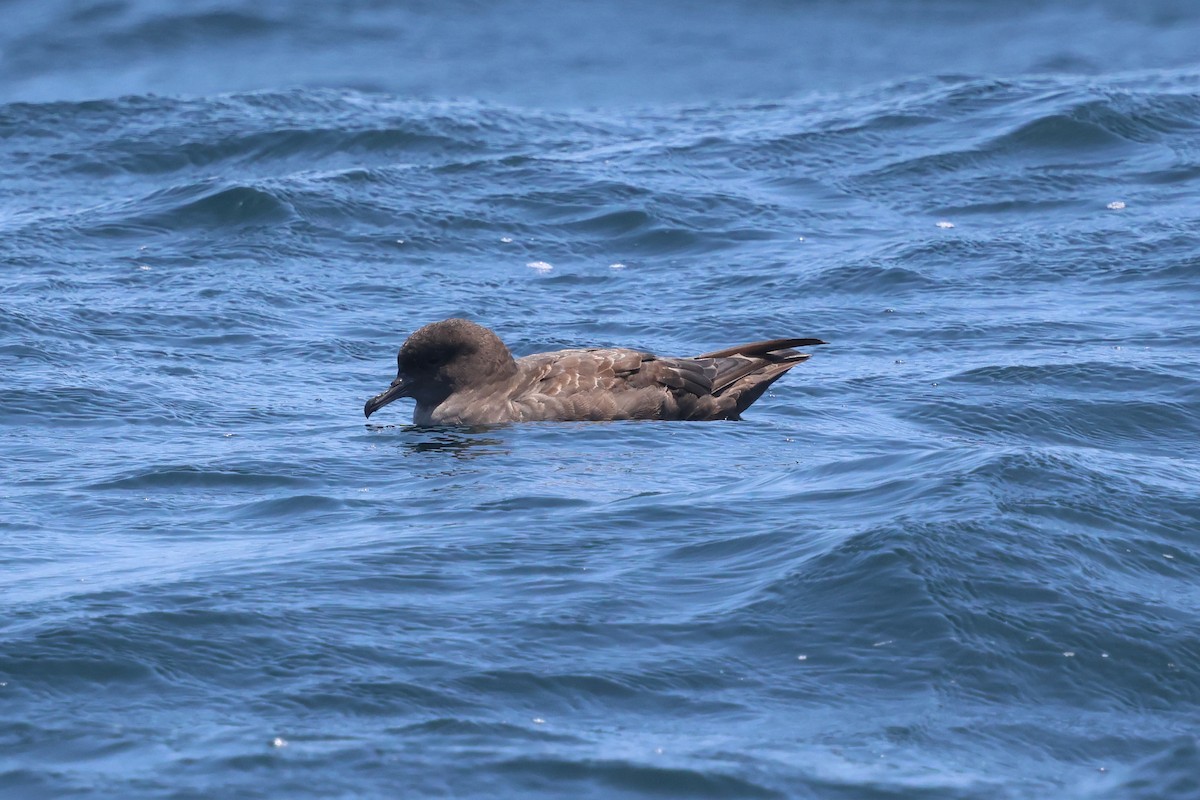 Short-tailed Shearwater - ML637697690