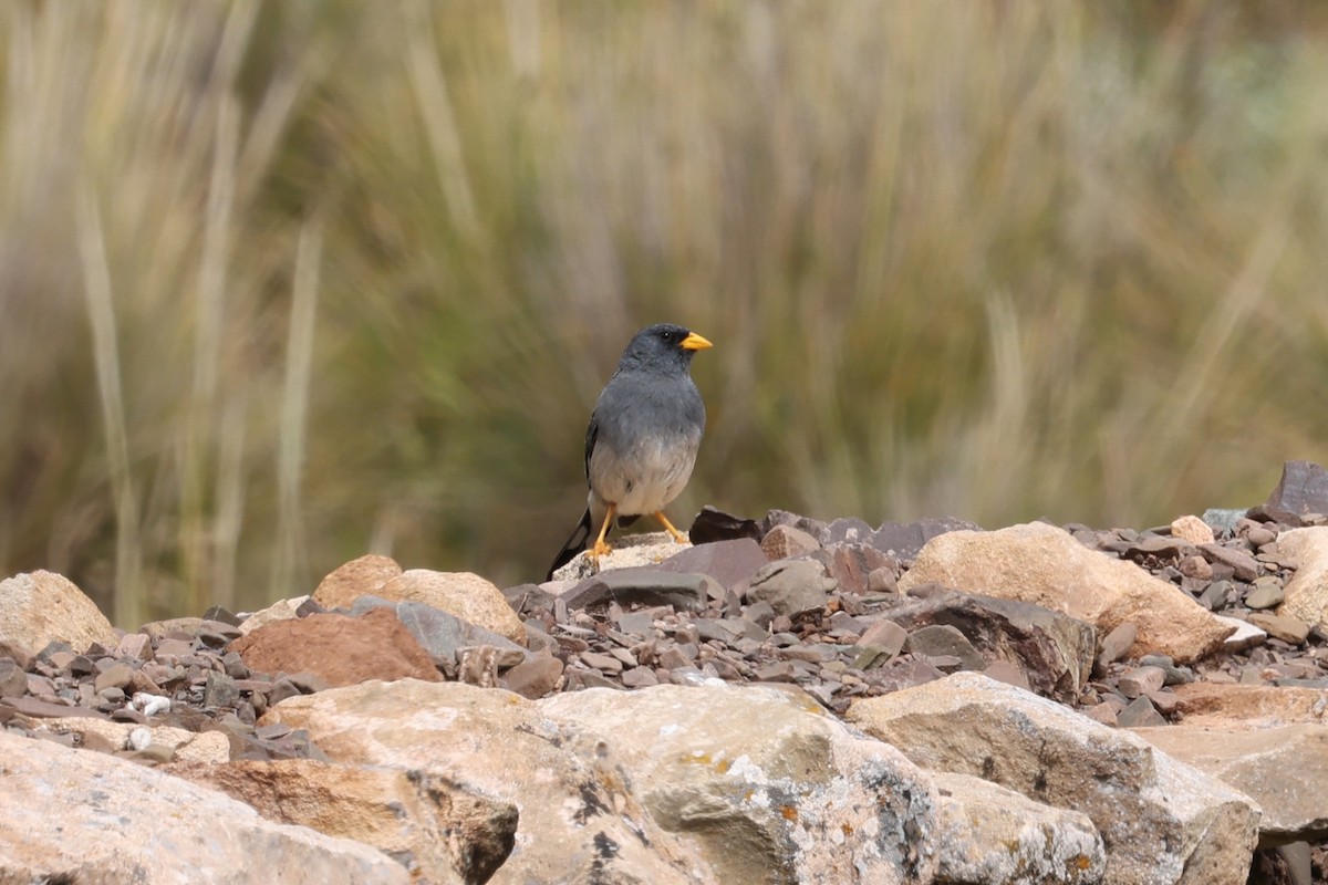 Band-tailed Sierra Finch - ML637697694