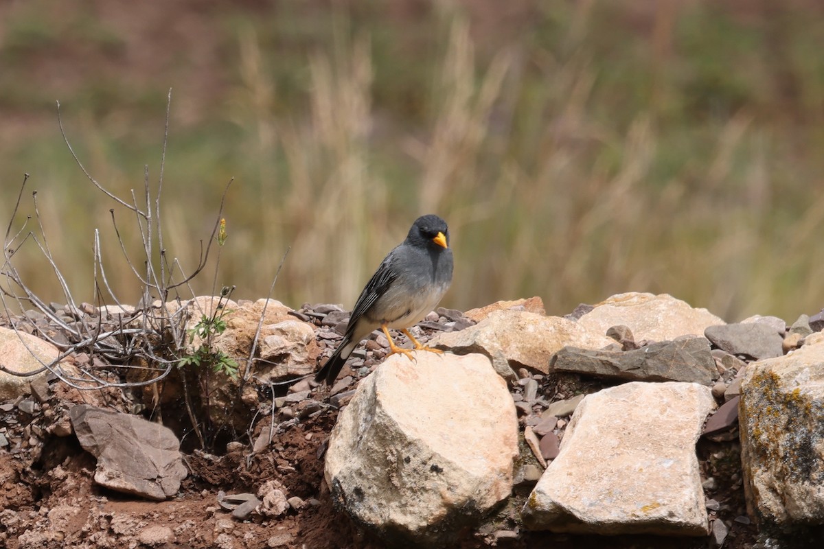 Band-tailed Sierra Finch - ML637697695