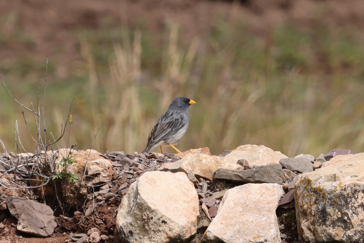 Band-tailed Sierra Finch - ML637697696
