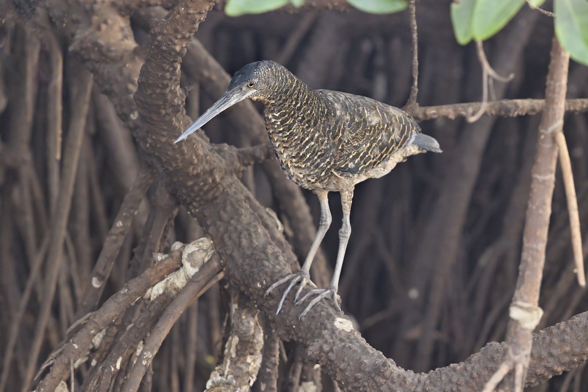 White-crested Tiger-Heron - ML637697722