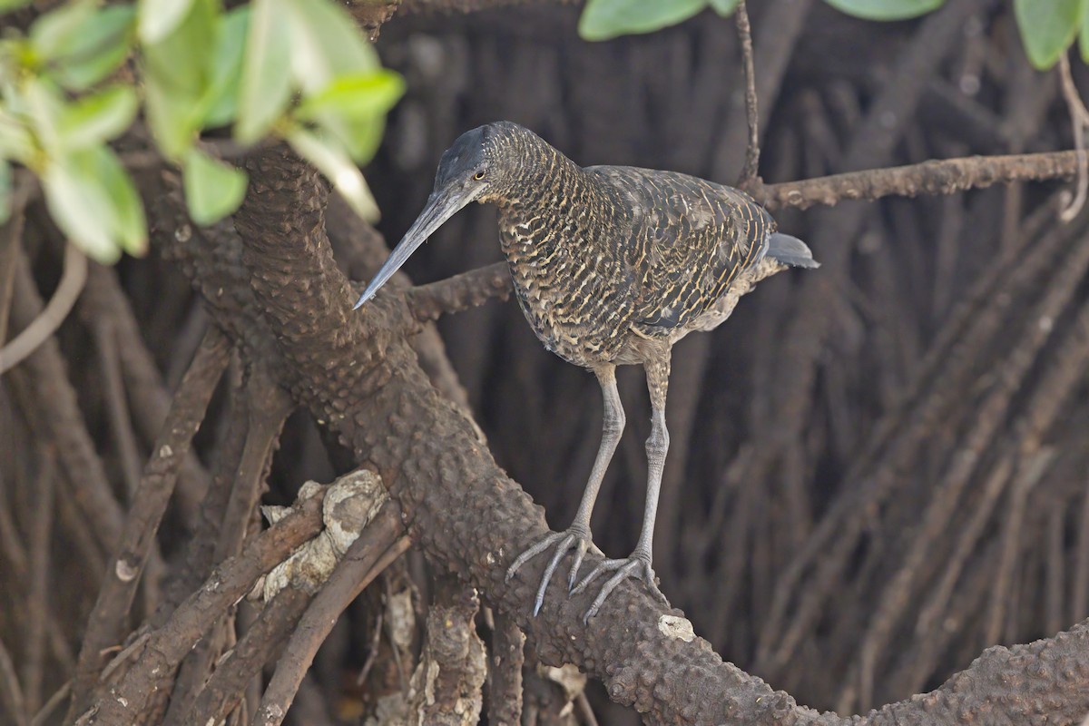 White-crested Tiger-Heron - ML637697723