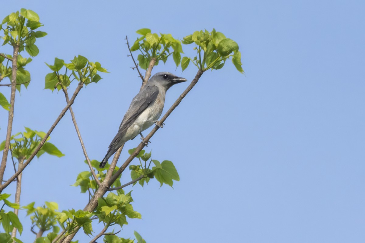 Indian Cuckooshrike - ML637697814