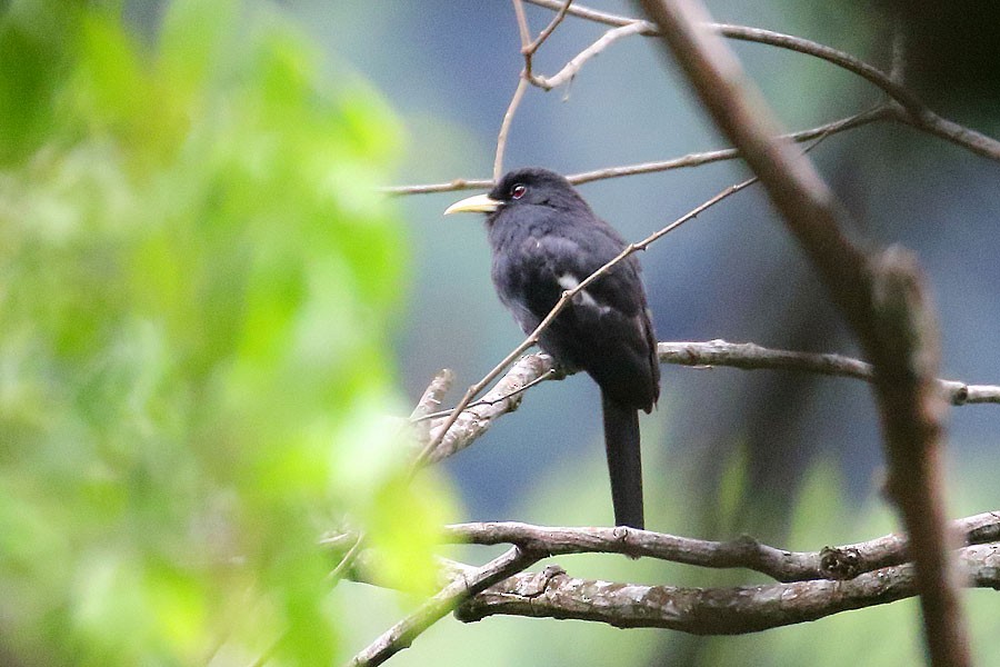 Yellow-billed Nunbird - ML637697825