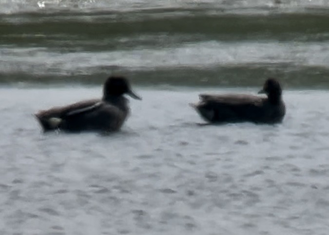 Zertzeta arrunta (eurasiarra) - ML637697831