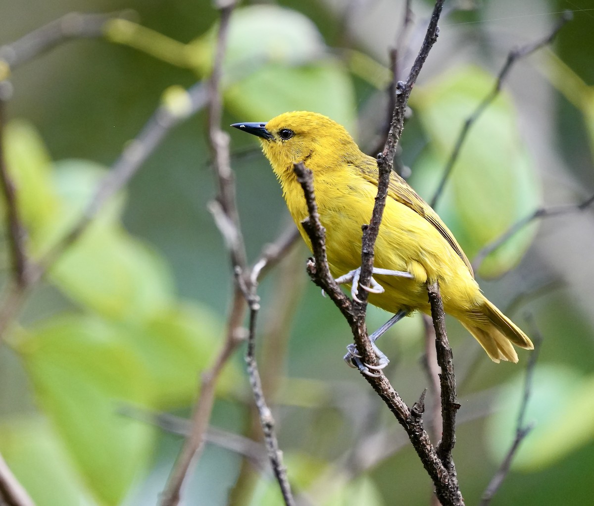 Slender-billed Weaver - ML637697832