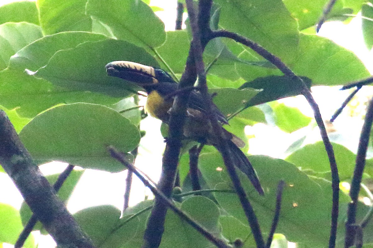 Lettered Aracari - ML637697844
