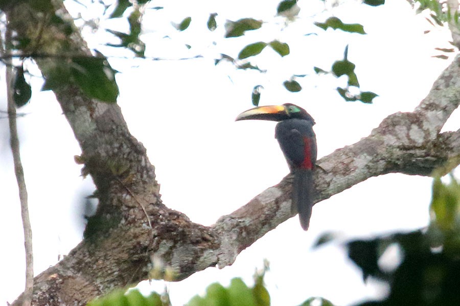 Many-banded Aracari - ML637697846