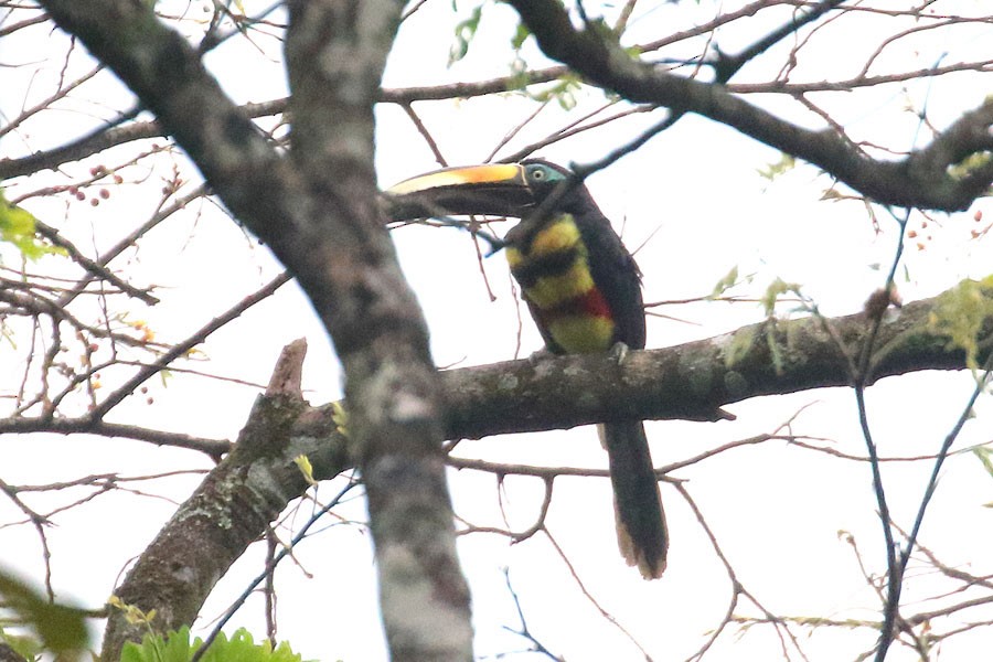 Many-banded Aracari - ML637697847