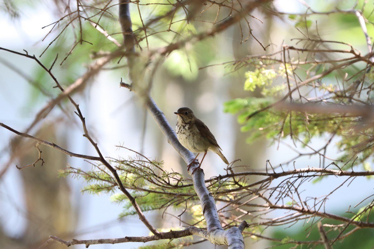 Hermit Thrush - ML637697848
