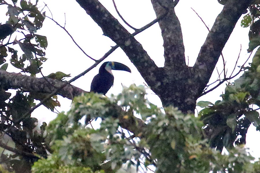 White-throated Toucan - ML637697855