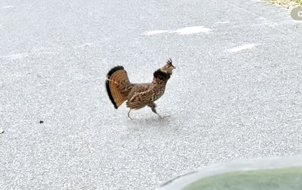 Ruffed Grouse - ML637697872
