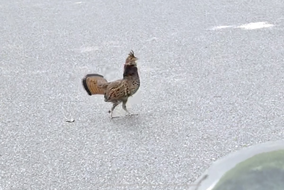 Ruffed Grouse - ML637697873