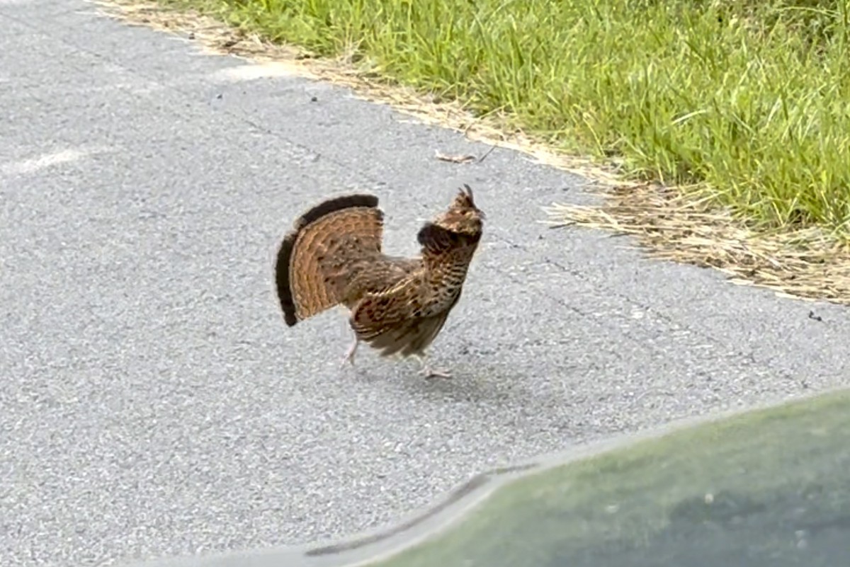 Ruffed Grouse - ML637697874