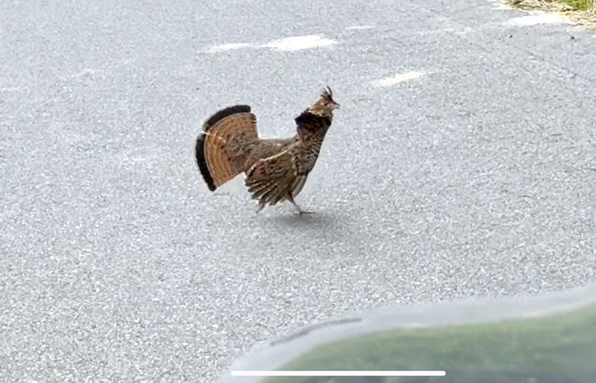 Ruffed Grouse - ML637697876