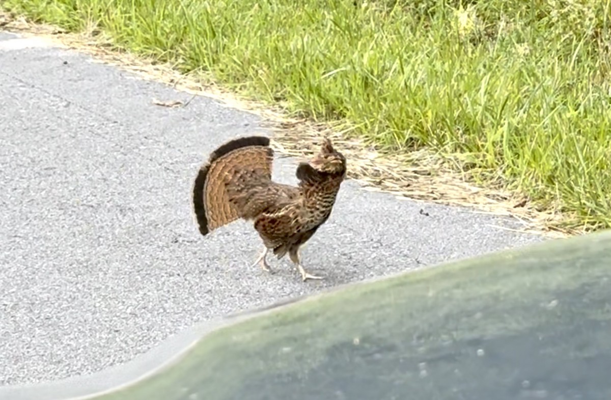 Ruffed Grouse - ML637697877