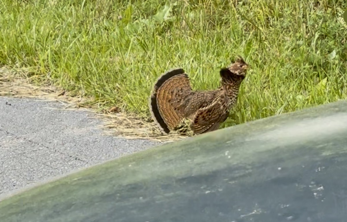 Ruffed Grouse - ML637697878