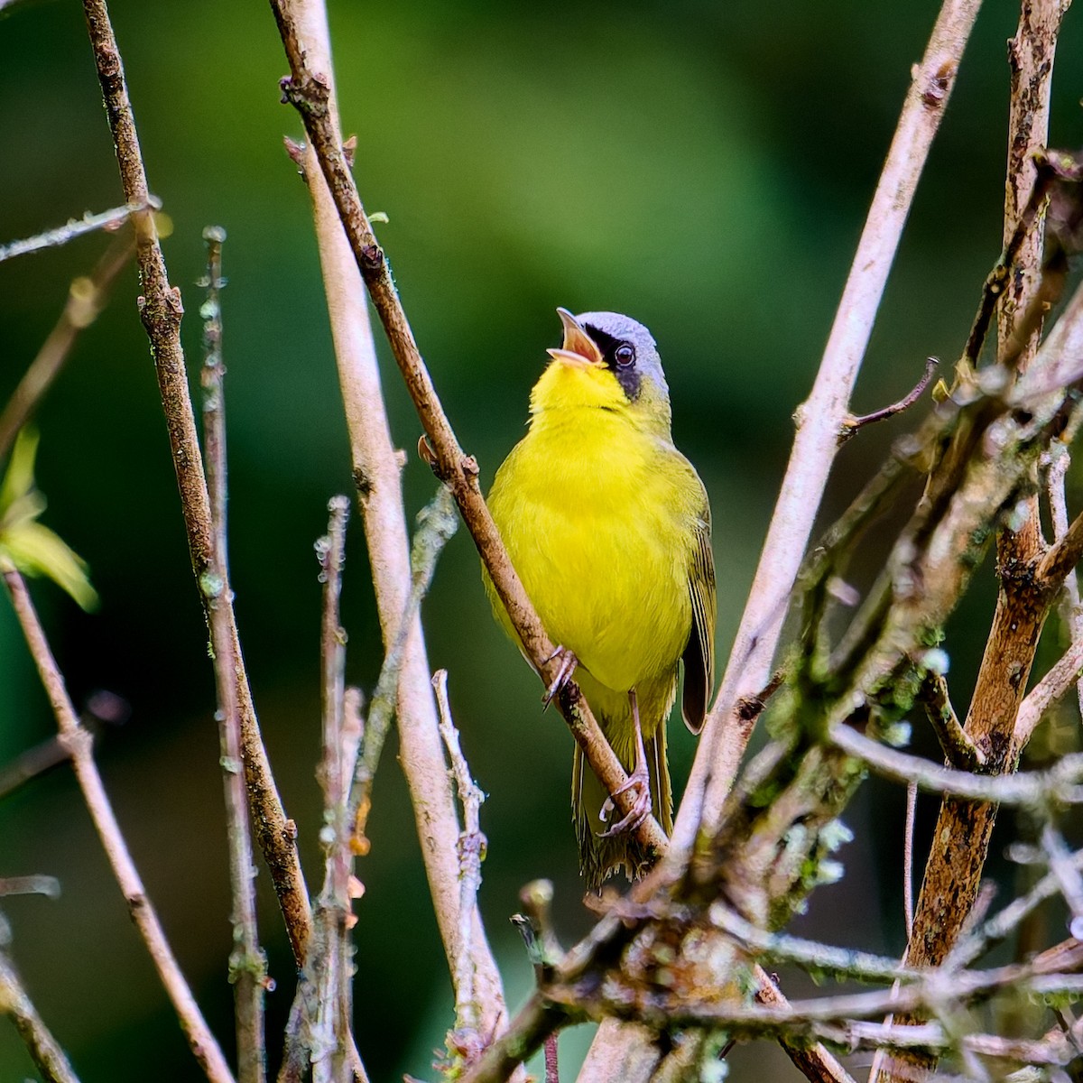 Southern Yellowthroat - ML637697913