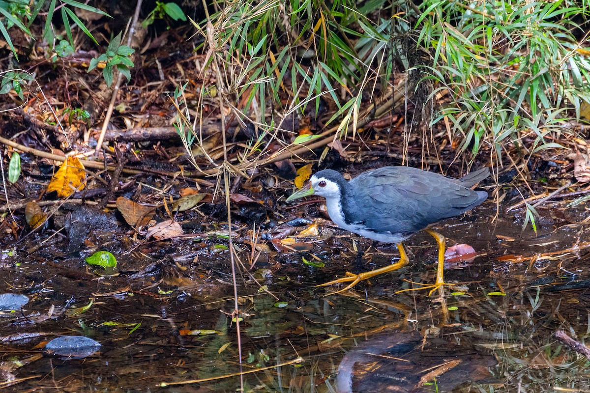White-breasted Waterhen - ML637697914