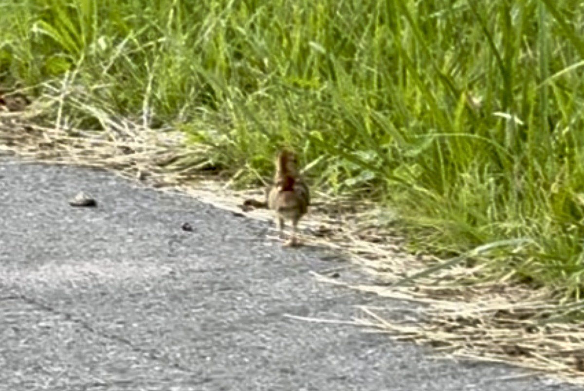 Ruffed Grouse - ML637697919