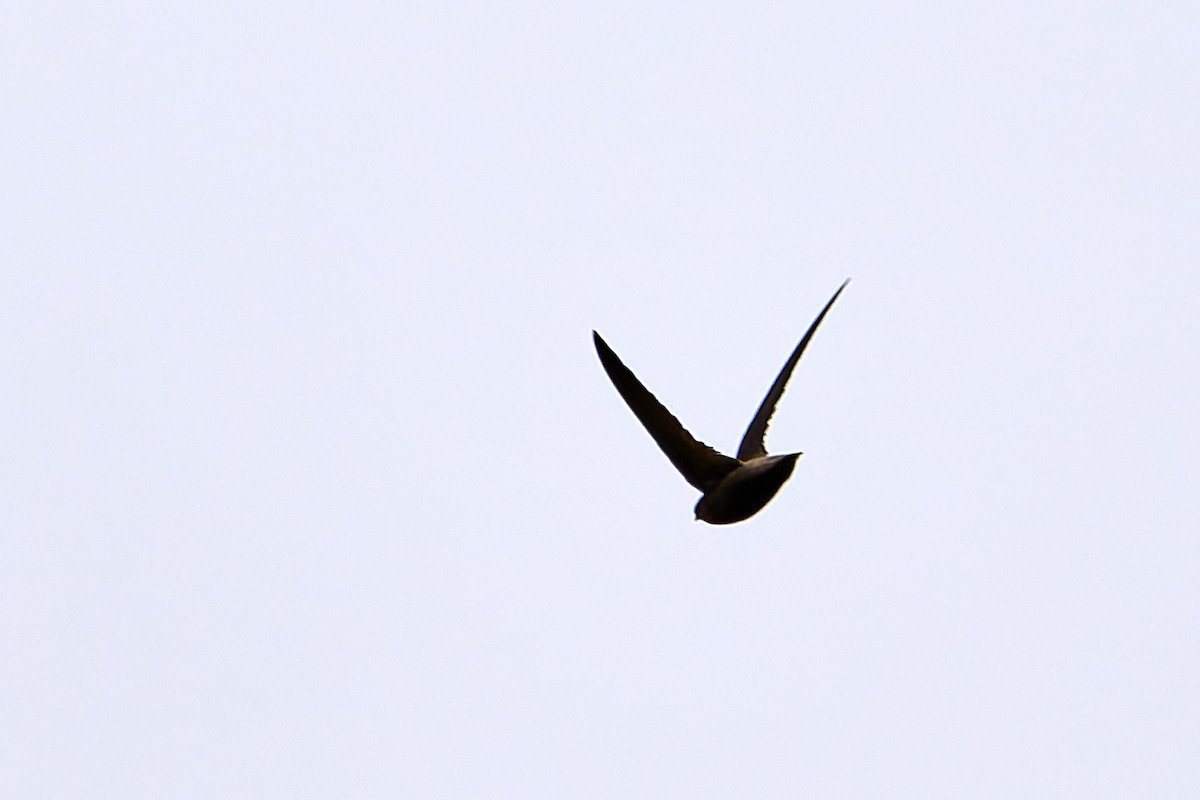 Gray-rumped Swift - ML637697928