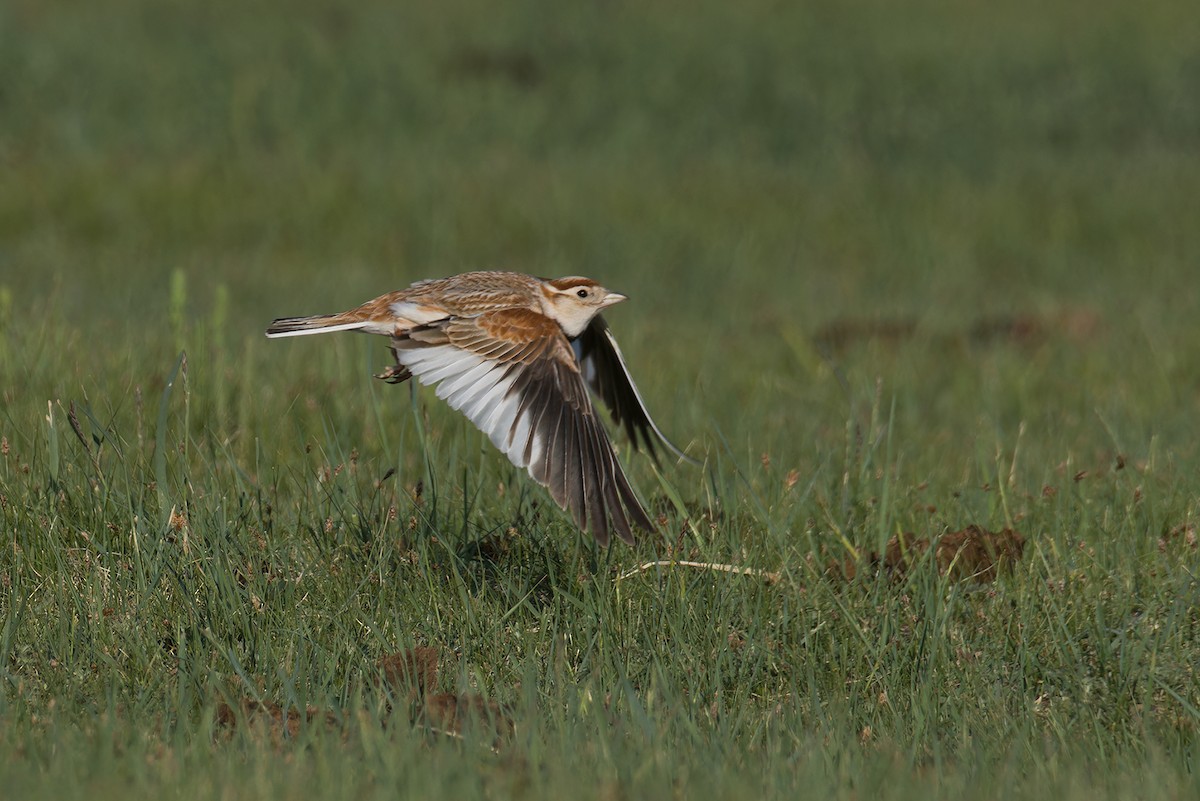 Mongolian Lark - ML637697951