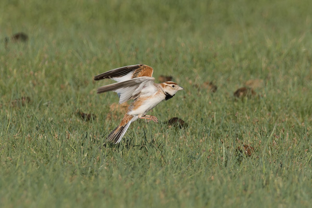Mongolian Lark - ML637697952