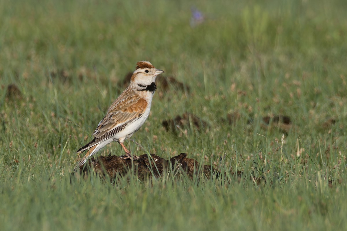 Mongolian Lark - ML637697953