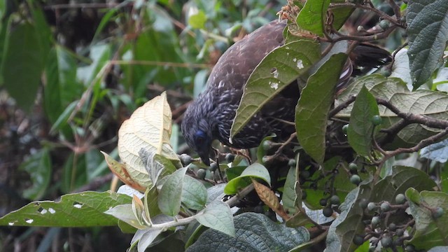 Andean Guan - ML637698069