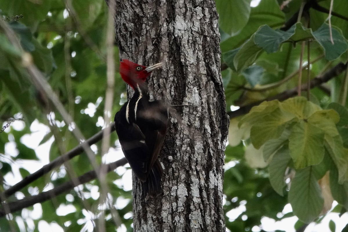 Pale-billed Woodpecker - ML637698083