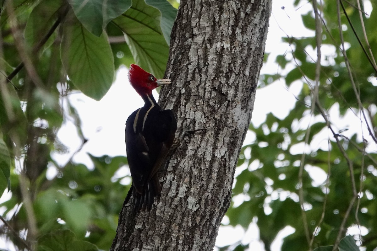 Pale-billed Woodpecker - ML637698085