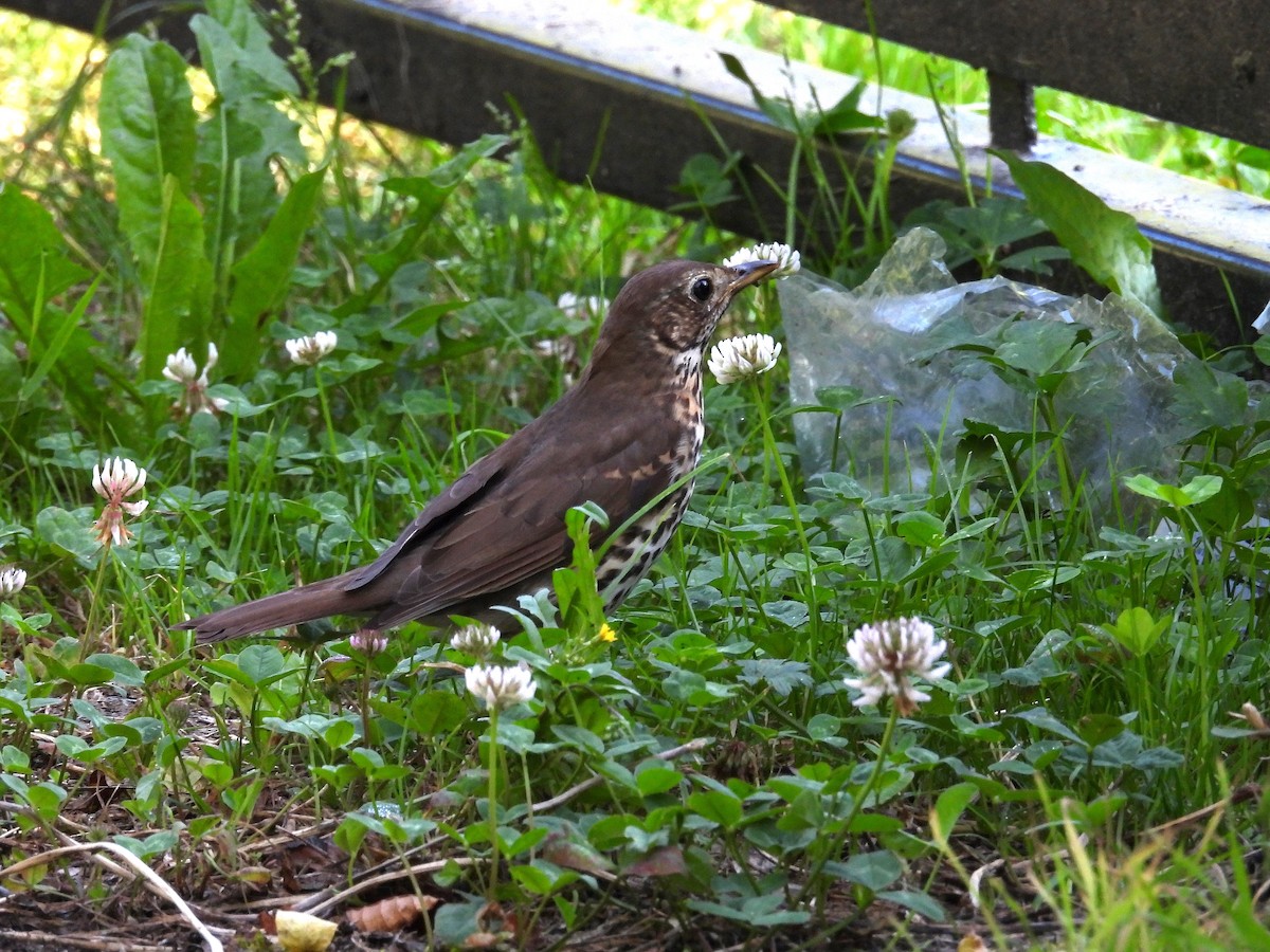 Song Thrush - ML637698190