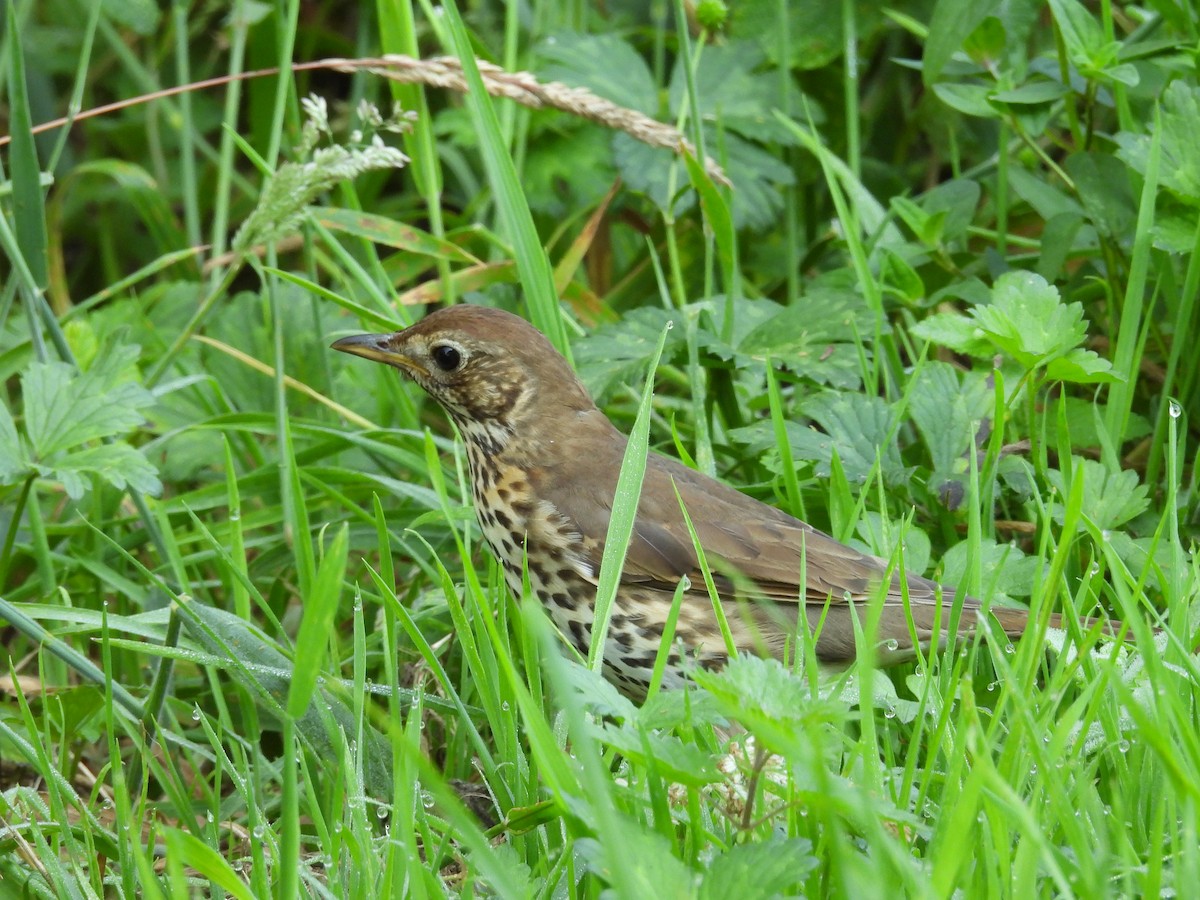 Song Thrush - ML637698202
