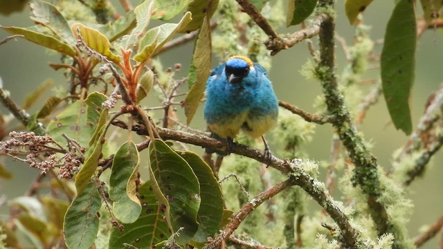 Golden-naped Tanager - ML637698208
