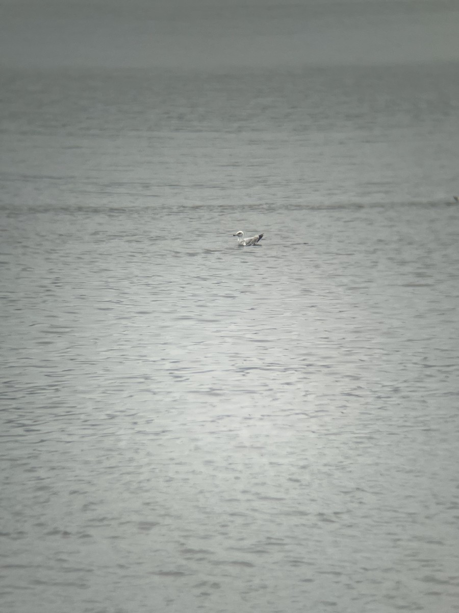Ring-billed Gull - ML637698302